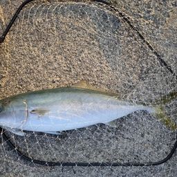 ハマチ