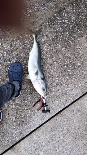 ワラサの釣果