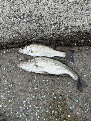 フッコ（マルスズキ）の釣果