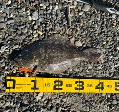 ヒラメの釣果