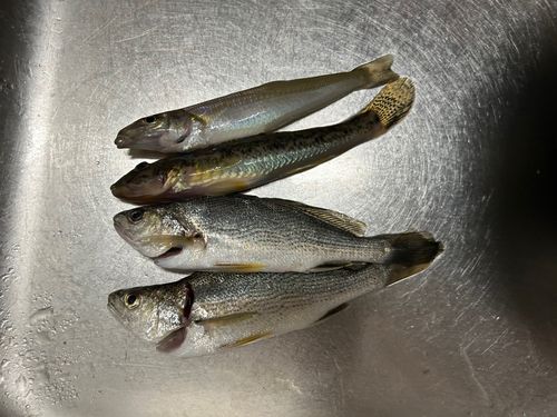 キスの釣果