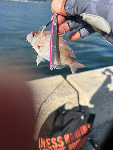 チャリコの釣果