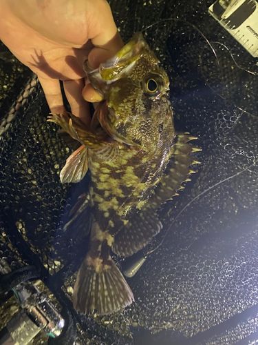カサゴの釣果