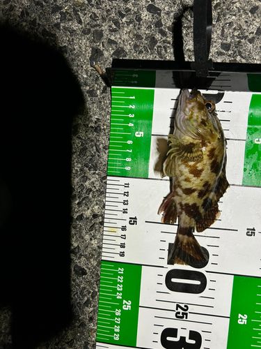 カサゴの釣果