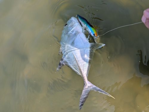 メッキの釣果