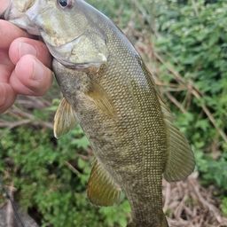 スモールマウスバス
