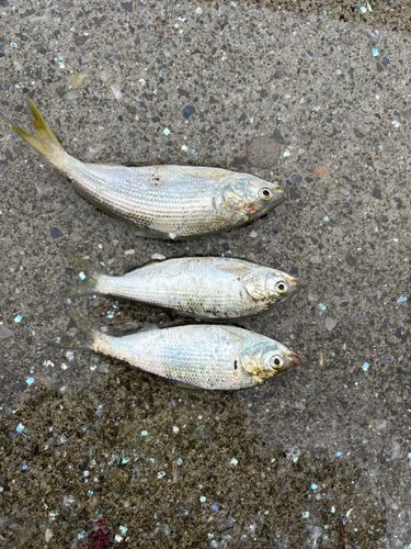 コハダの釣果
