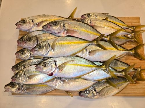 シマアジの釣果