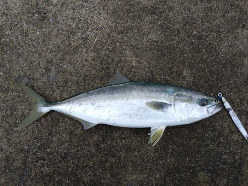 イナダの釣果