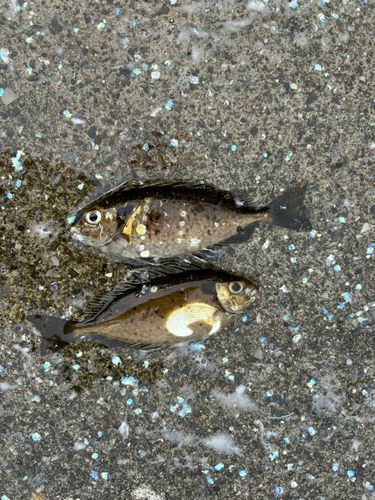 アイゴの釣果