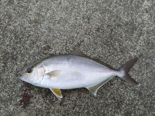 カンパチの釣果