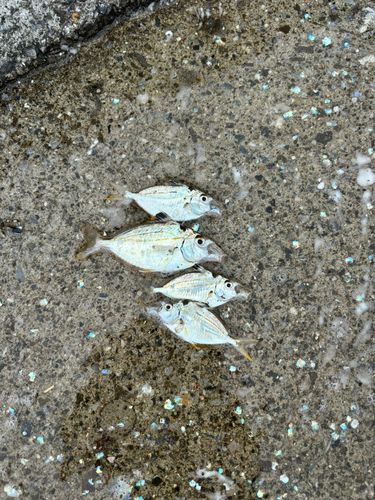 ヒイラギの釣果