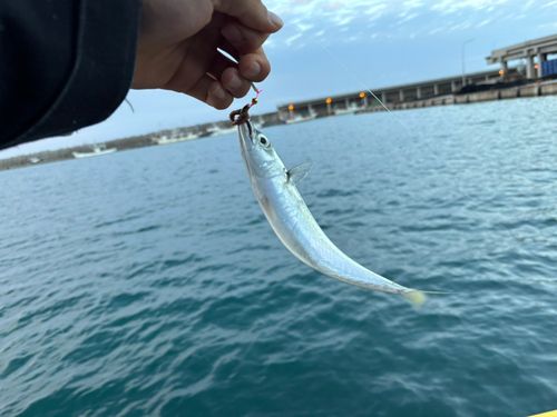 サバの釣果
