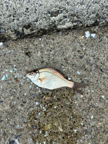 ウミタナゴの釣果
