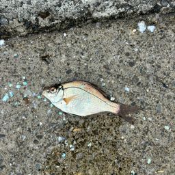 ウミタナゴ