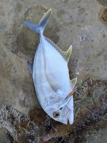 メッキの釣果