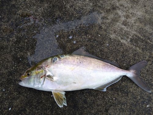 カンパチの釣果