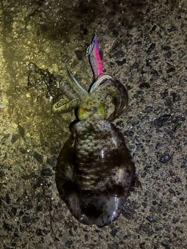 アオリイカの釣果