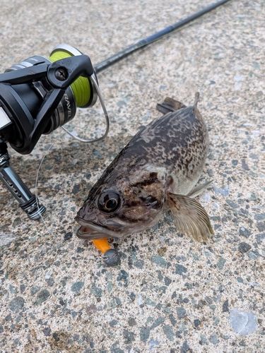 クロソイの釣果