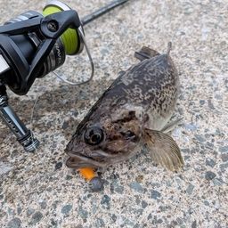 クロソイ