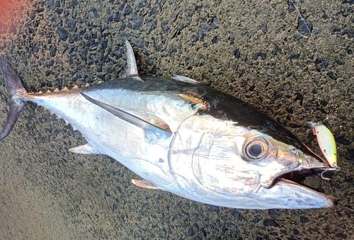 コシナガマグロの釣果