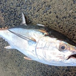 コシナガマグロ