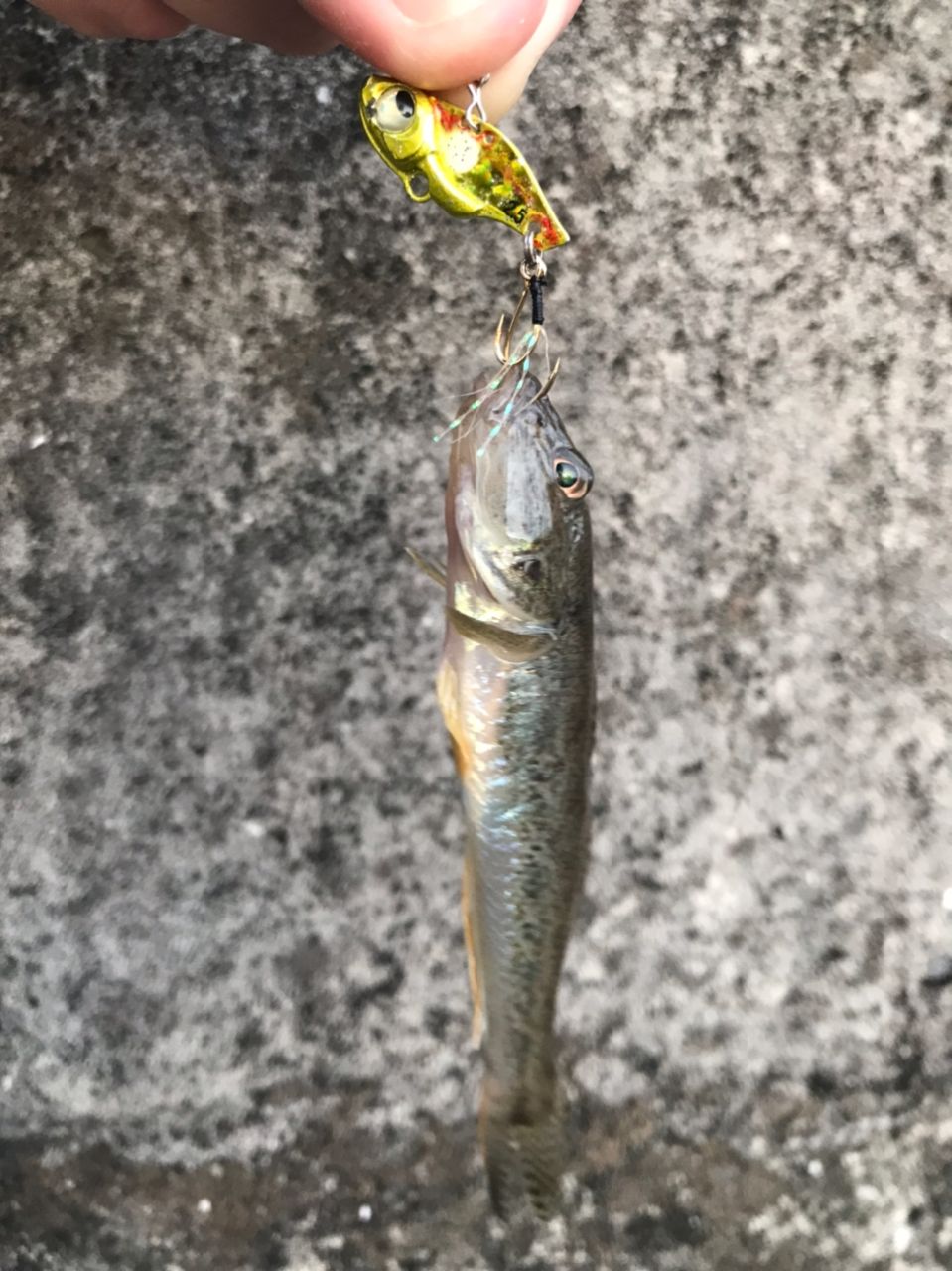 ハゼ