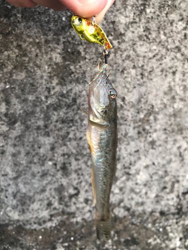 ハゼの釣果