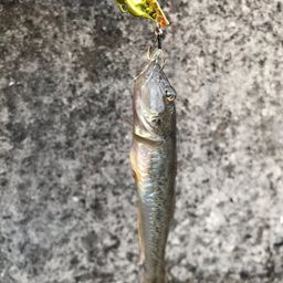 ハゼ