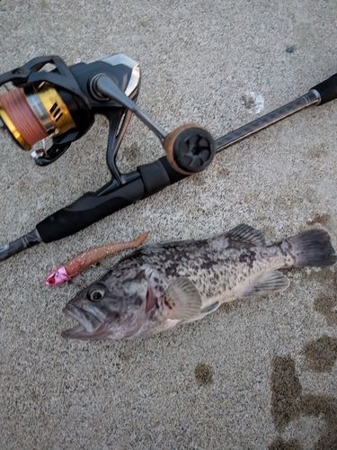 クロソイの釣果