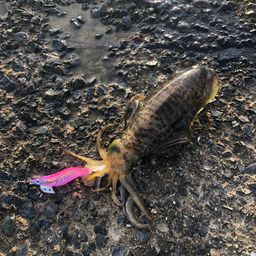 アオリイカ