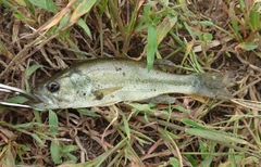 ブラックバスの釣果