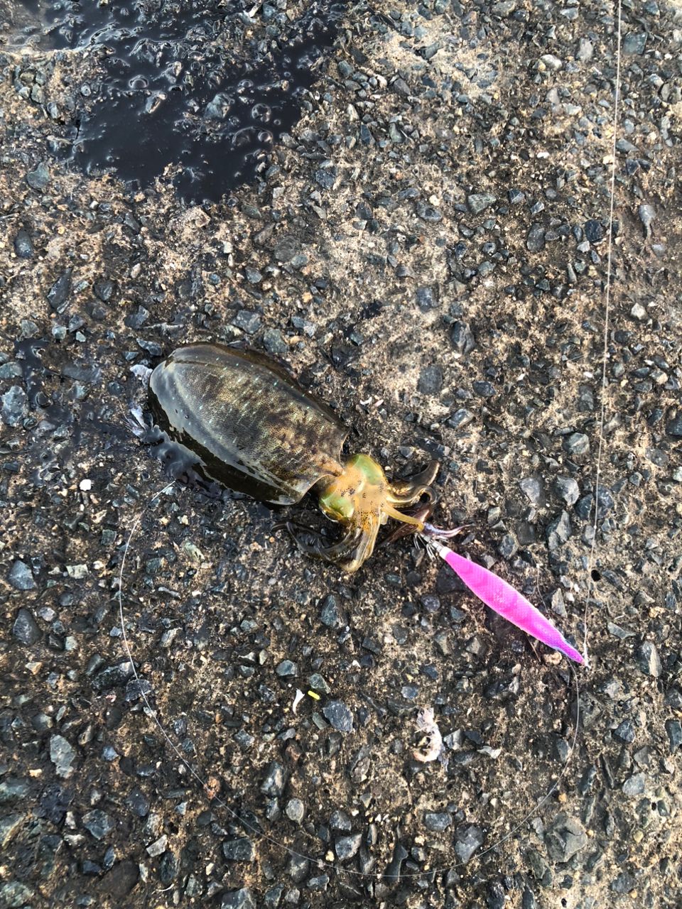 アオリイカ