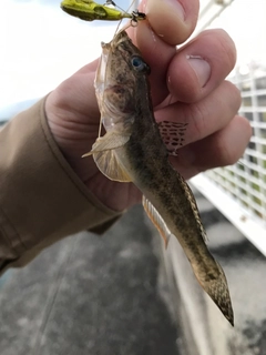 ハゼの釣果