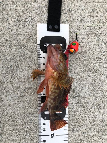 カサゴの釣果