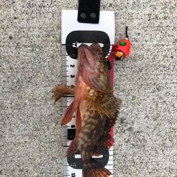 カサゴ
