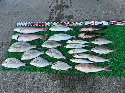アマダイの釣果