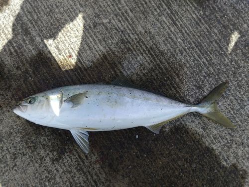 イナダの釣果