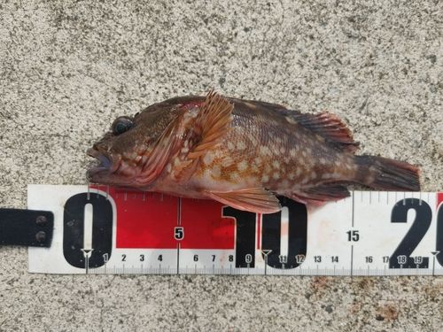 カサゴの釣果