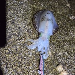 アオリイカ
