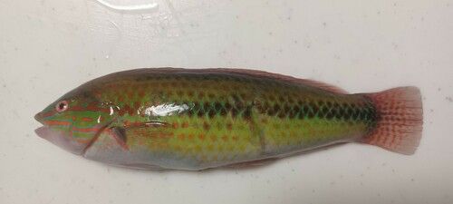 キュウセンの釣果