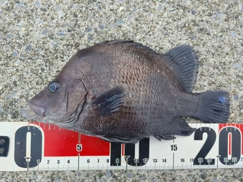 ヒゲダイの釣果