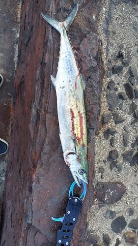 サゴシの釣果