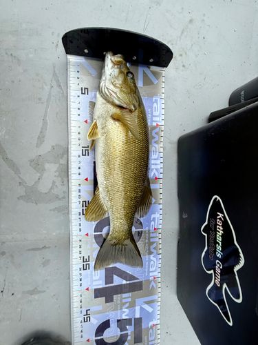 スモールマウスバスの釣果