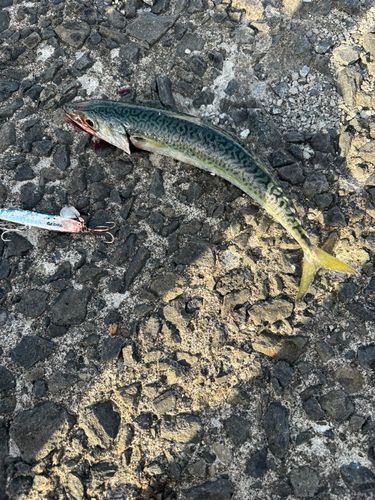 サバの釣果