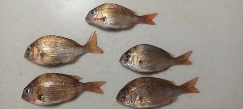 マダイの釣果