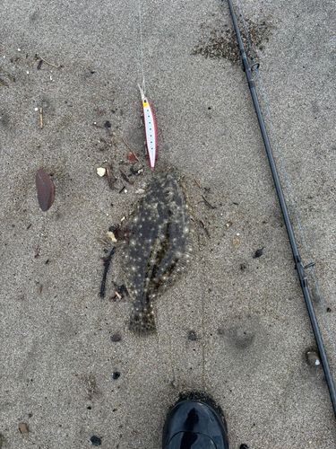 ソゲの釣果