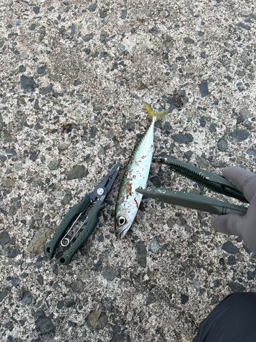 サバの釣果