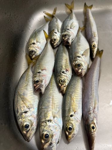 狩留家海浜公園