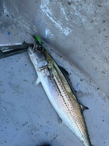 サゴシの釣果